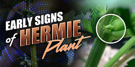 early signs of hermie plant